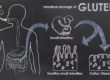 Intestinal Damage of Gluten